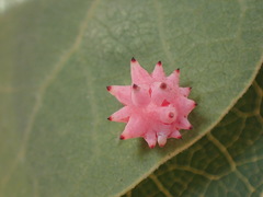 Cynips quercusechinus