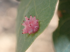 Cynips quercusechinus
