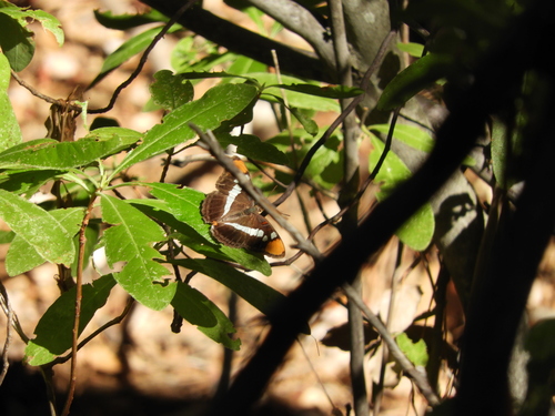 iNaturalist observation photo of California Sister