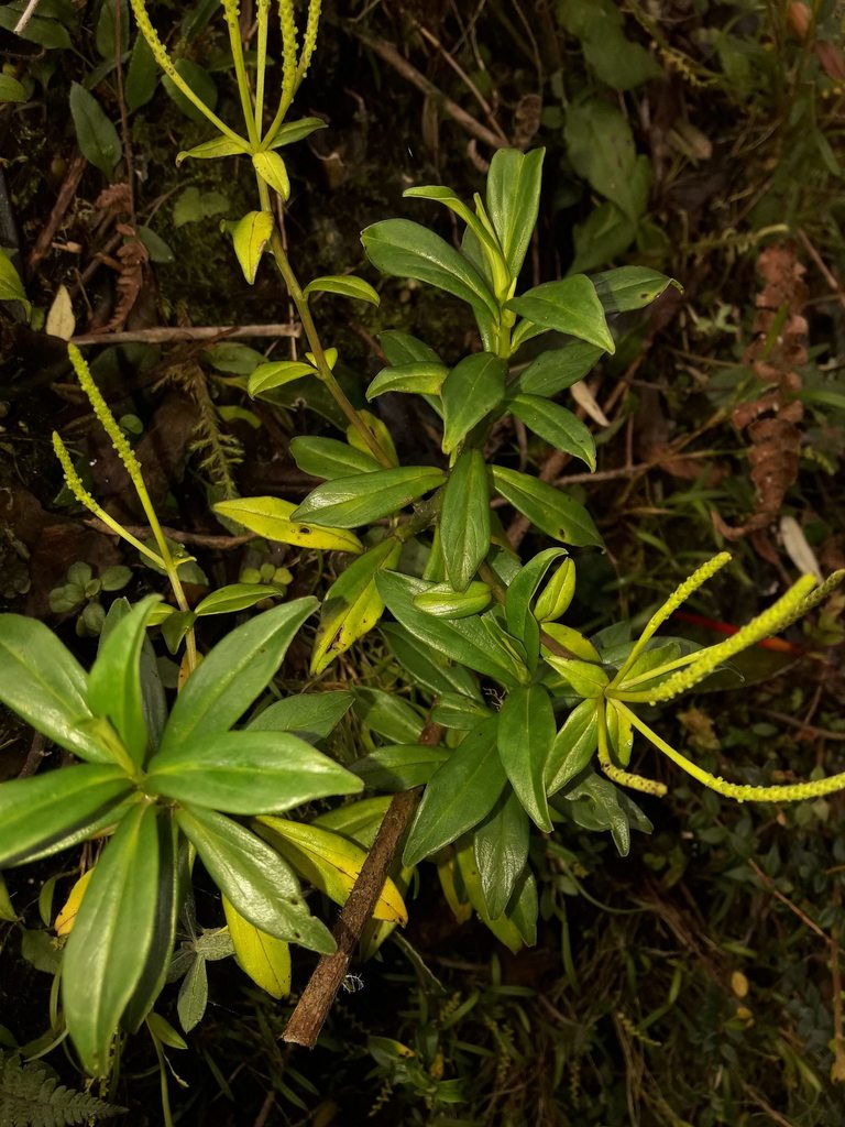Peperomia saligna