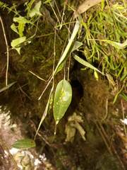Lepanthes mucronata