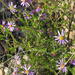 Felicia filifolia filifolia - Photo no hay derechos reservados, subido por Di Turner