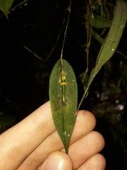 Lepanthes mucronata