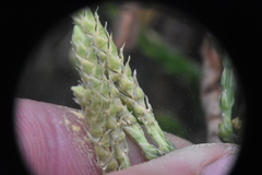 Diphasiastrum alpinum