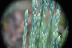 Diphasiastrum alpinum