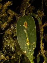 Lepanthes mucronata