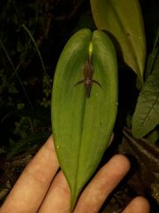 Pleurothallis lilijae