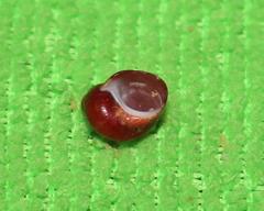 Tricolia kochii