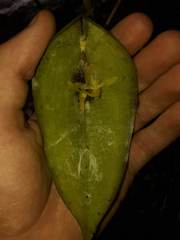 Pleurothallis apopsis