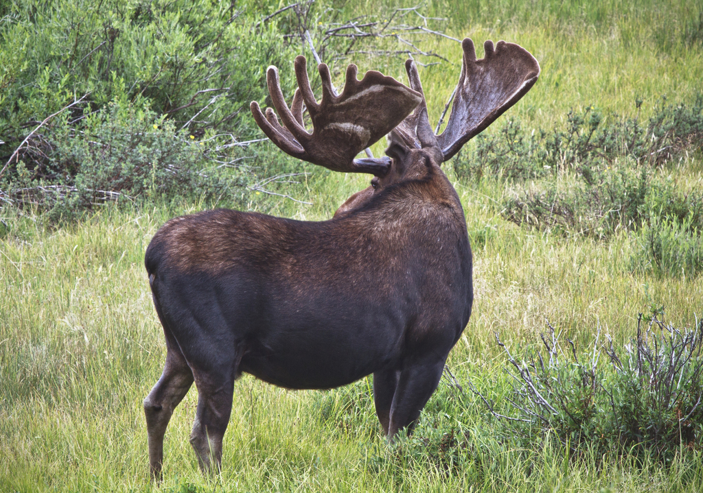 Moose From Rocky Mountain National Park Colorado On July 20, 2012 By ...