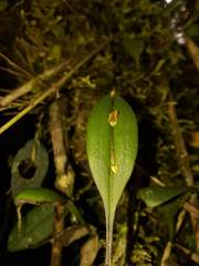 Lepanthes mucronata