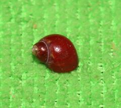 Tricolia kochii