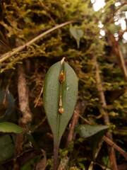 Lepanthes mucronata