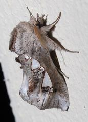 Antiophlebia bracteata