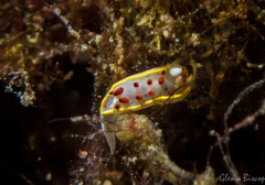 Diaphorodoris papillata