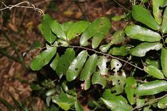 Monanthotaxis caffra