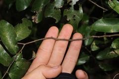 Monanthotaxis caffra