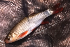 Leuciscus idus
