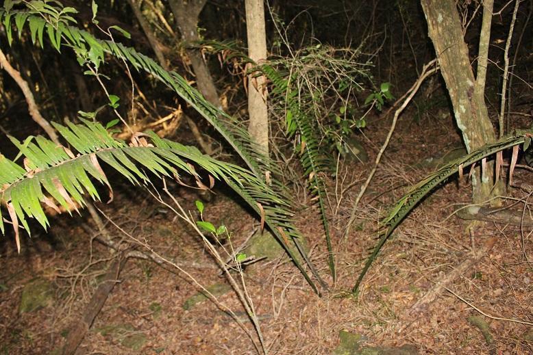 Encephalartos villosus, Buffalo City, ZA-EC, ZA