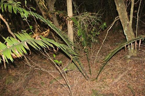 Encephalartos villosus