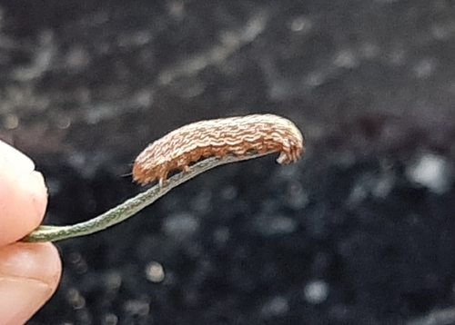 Schinia oleagina