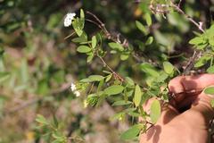 Englerodaphne subcordata