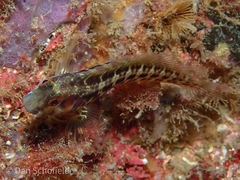 Parablennius marmoreus