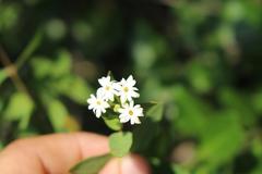 Englerodaphne subcordata