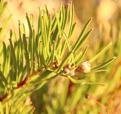 Leucospermum lineare