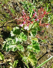 Pelargonium reniforme