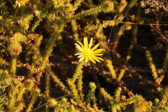 Cullumia reticulata