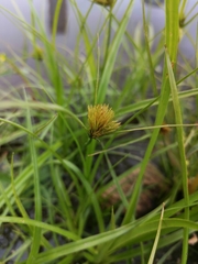 Carex bohemica