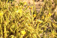 Cullumia reticulata