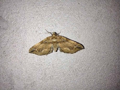 Piadivka lobodová (Pelurga comitata)