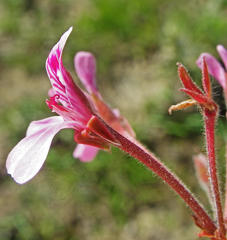 Pelargonium reniforme