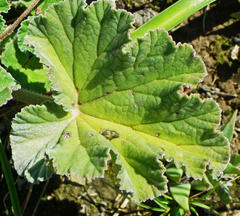 Pelargonium reniforme