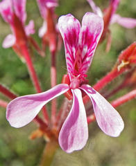 Pelargonium reniforme