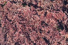 Arthrocardia flabellata