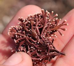 Arthrocardia flabellata