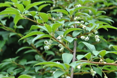 Clematoclethra scandens