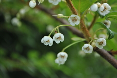 Clematoclethra scandens