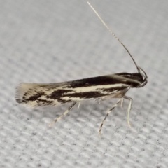 Eralea albalineella
