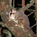 Wrist-winged Gliders - Photo (c) David Cook Wildlife Photography, some rights reserved (CC BY-NC)