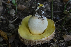 Hemileccinum depilatum