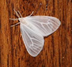 Marblepsis melanocraspis