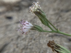 Palafoxia linearis
