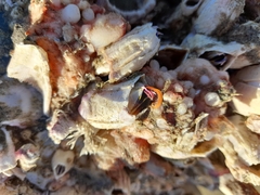 Austromegabalanus psittacus