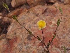 Aspalathus bracteata