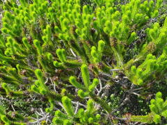 Aspalathus alopecurus