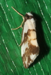 Philenora irregularis